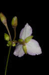 Florida scrub roseling